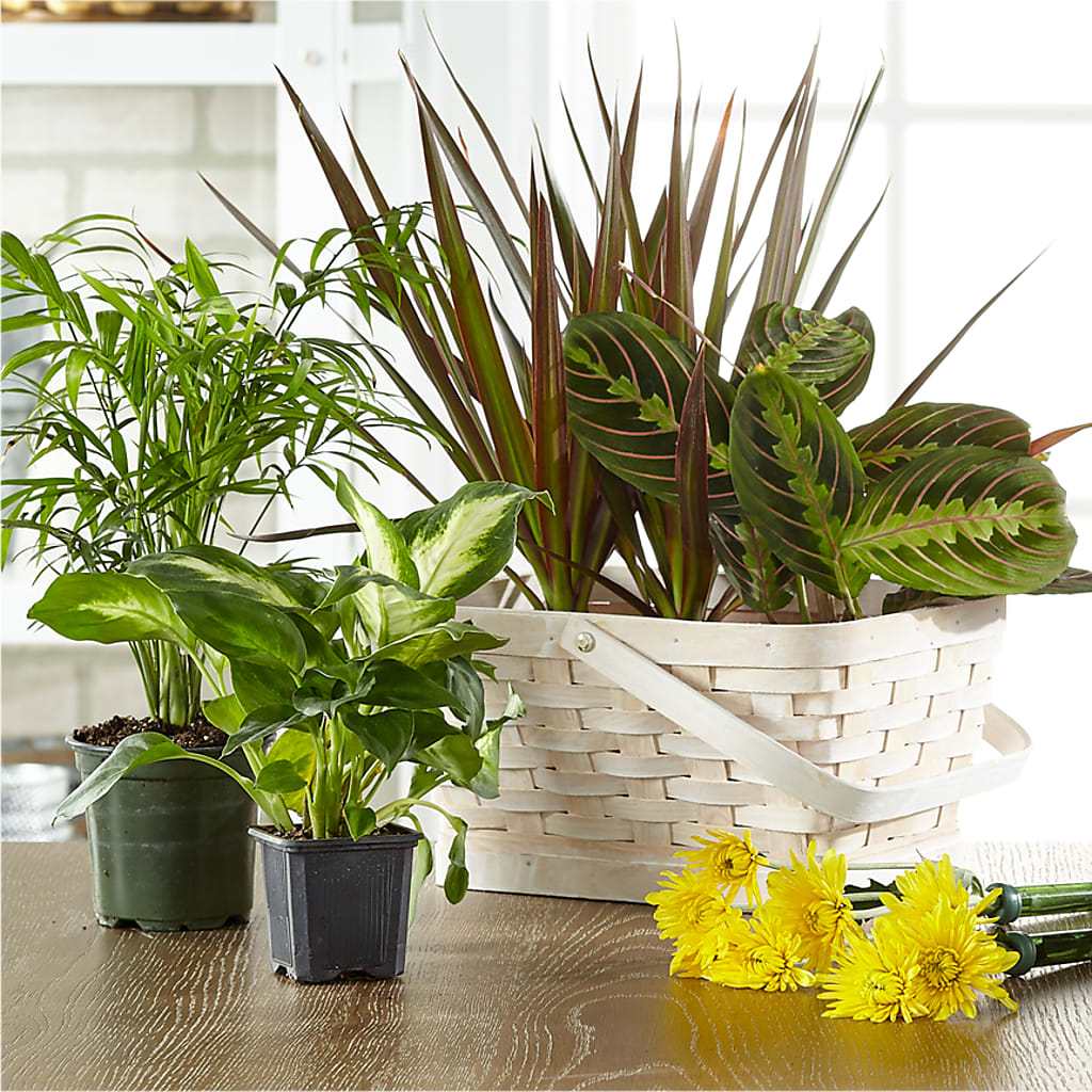 Florist Designed Blooming and Green Plants in a Basket – The Happy Florist, Sanford FL