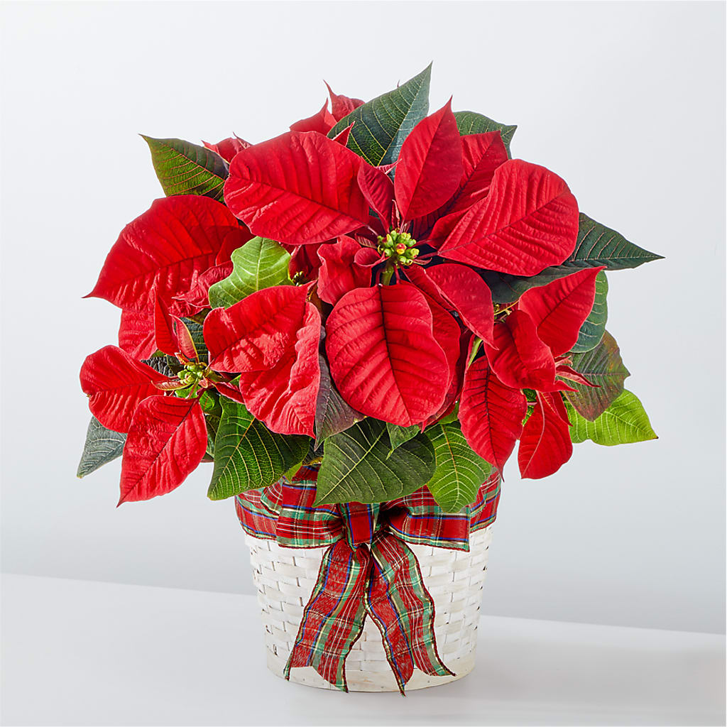Happiest Holidays Poinsettia – The Happy Florist, Sanford FL