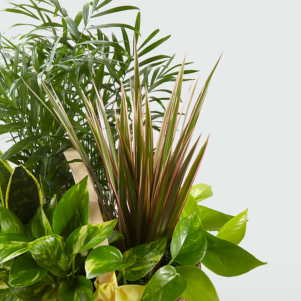 French Garden – The Happy Florist, Sanford FL