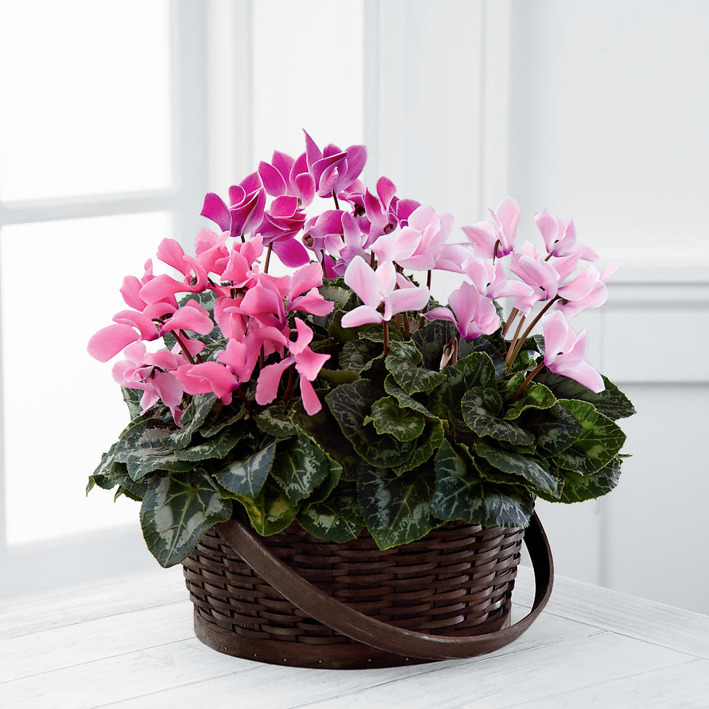 Mixed Cyclamen Planter – The Happy Florist, Sanford FL