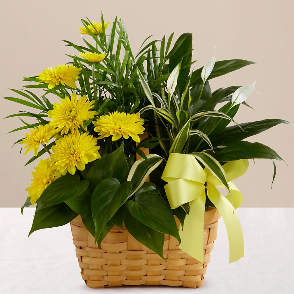 Loving Light Dishgarden – The Happy Florist, Sanford FL