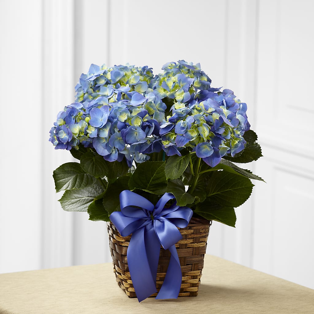 Blue Hydrangea Planter – The Happy Florist, Sanford FL