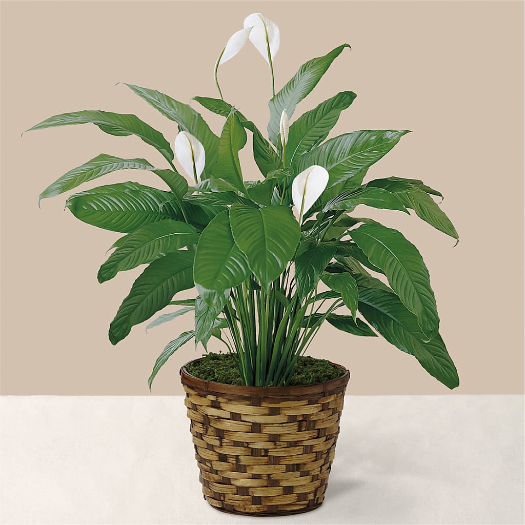 Tranquil Moments Peace Lily Plant – The Happy Florist, Sanford FL