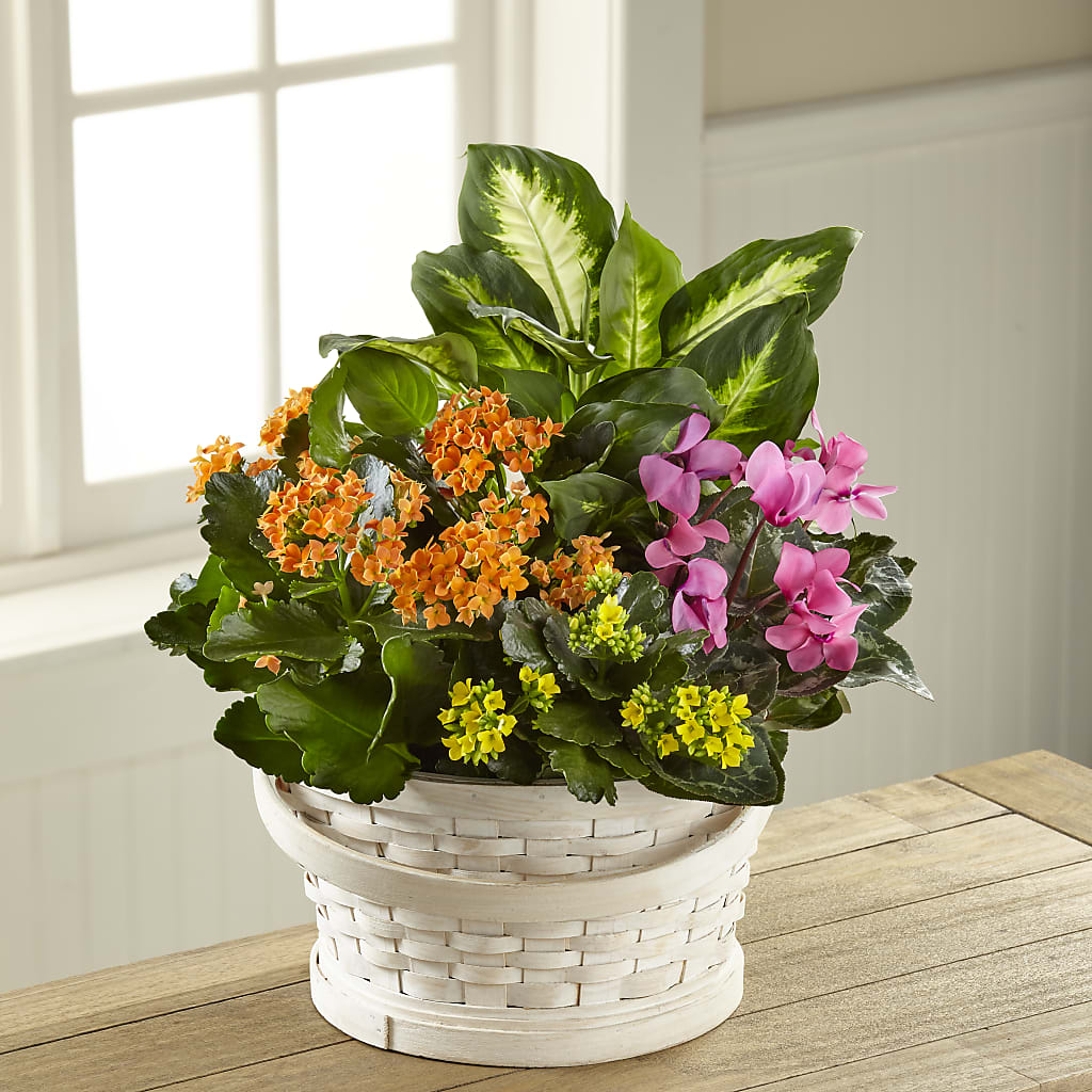 Color Crush Dishgarden – The Happy Florist, Sanford FL