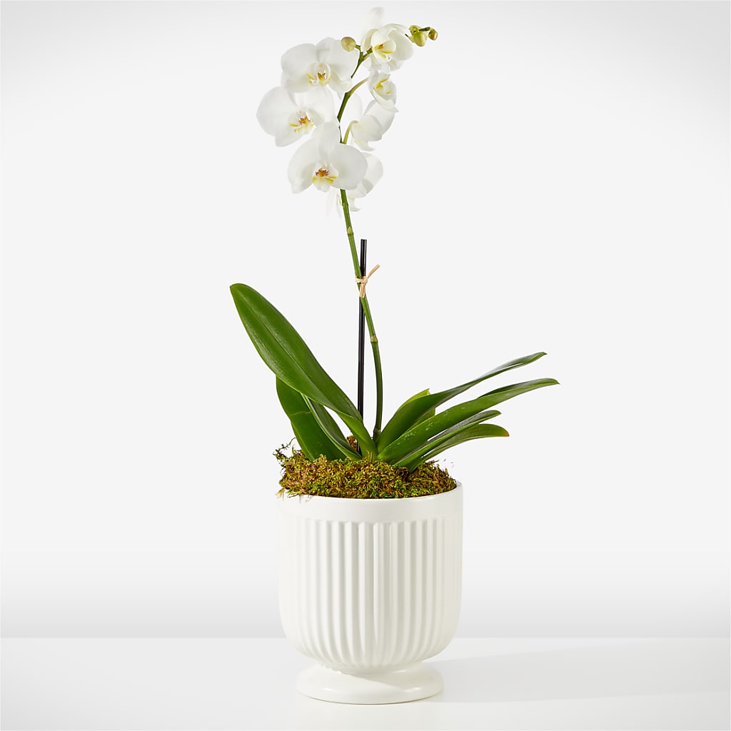 Whispering White Orchid – The Happy Florist, Sanford FL