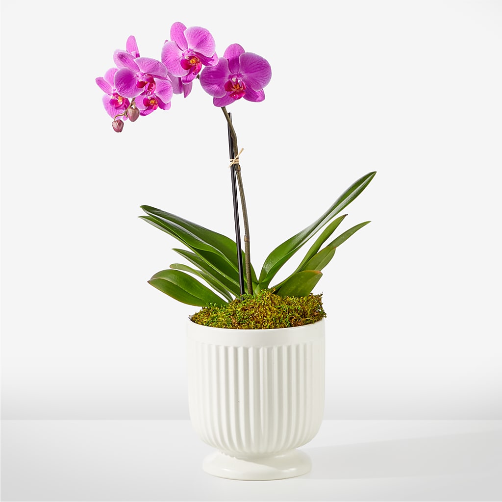 Friendly Fuchsia Orchid – The Happy Florist, Sanford FL