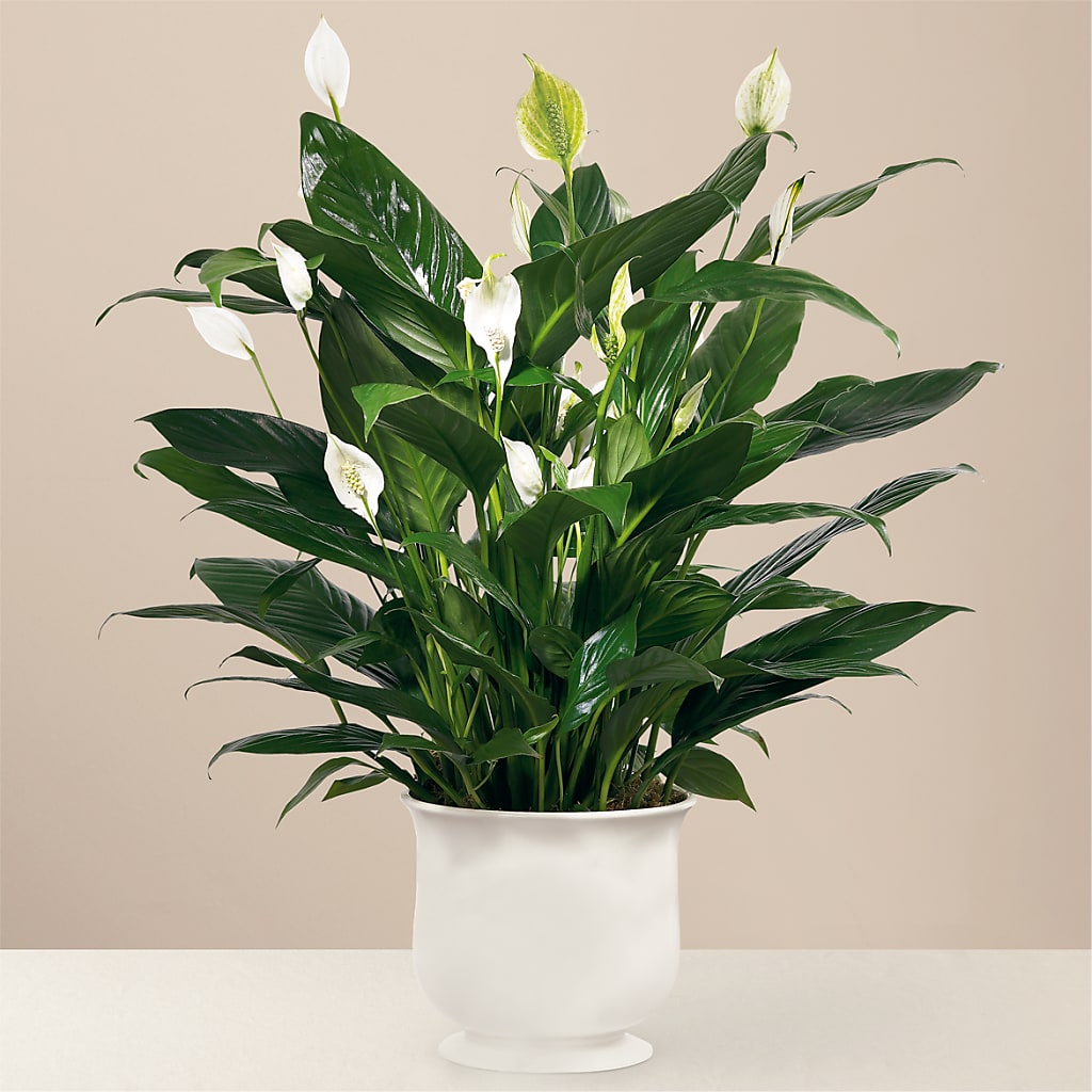Comfort Planter – The Happy Florist, Sanford FL