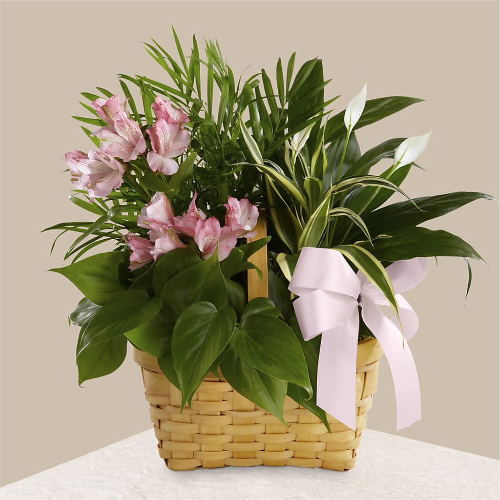 Living Spirit Dishgarden – The Happy Florist, Sanford FL