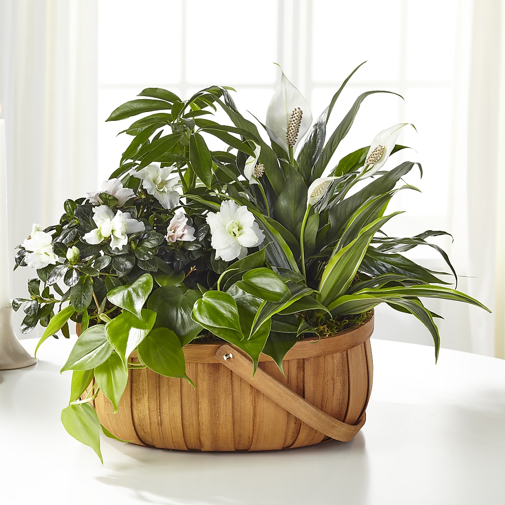 Serene Dishgarden – The Happy Florist, Sanford FL