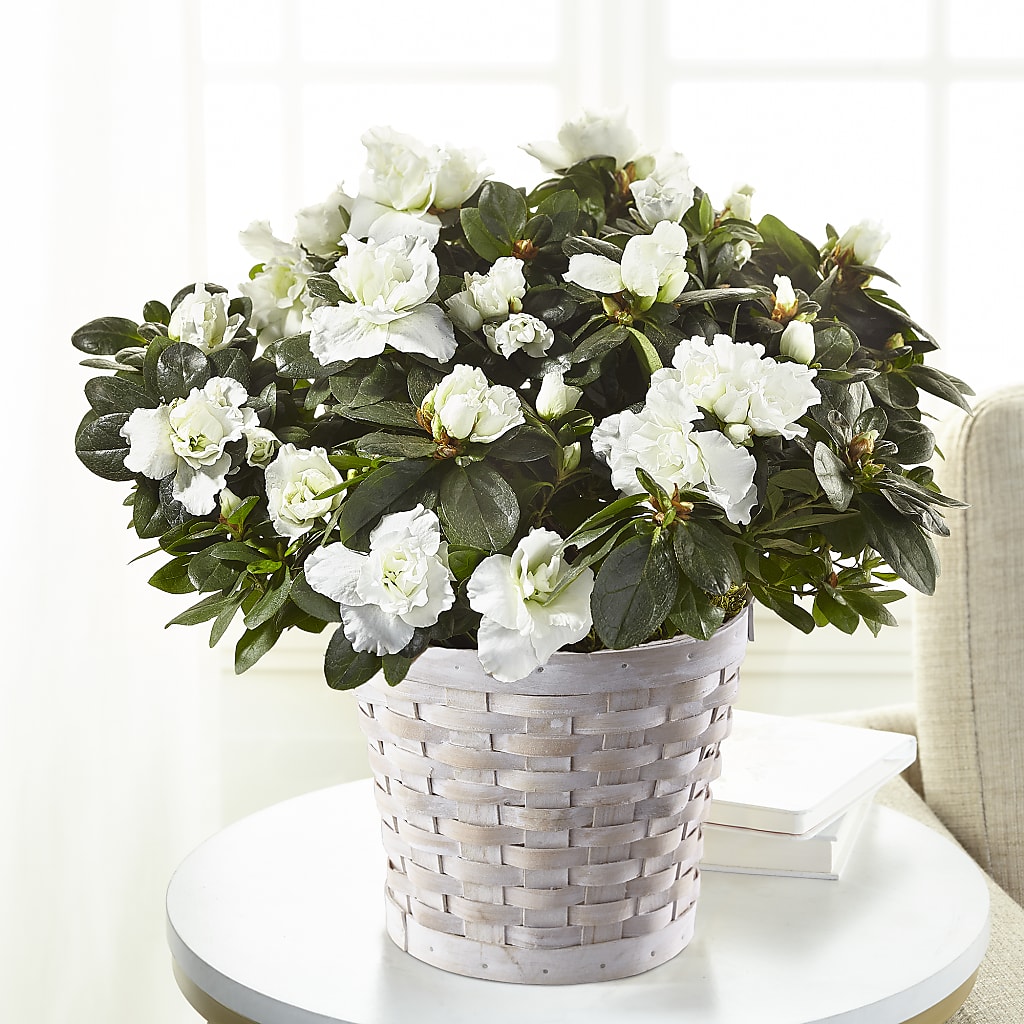 White Azalea Plant – The Happy Florist, Sanford FL