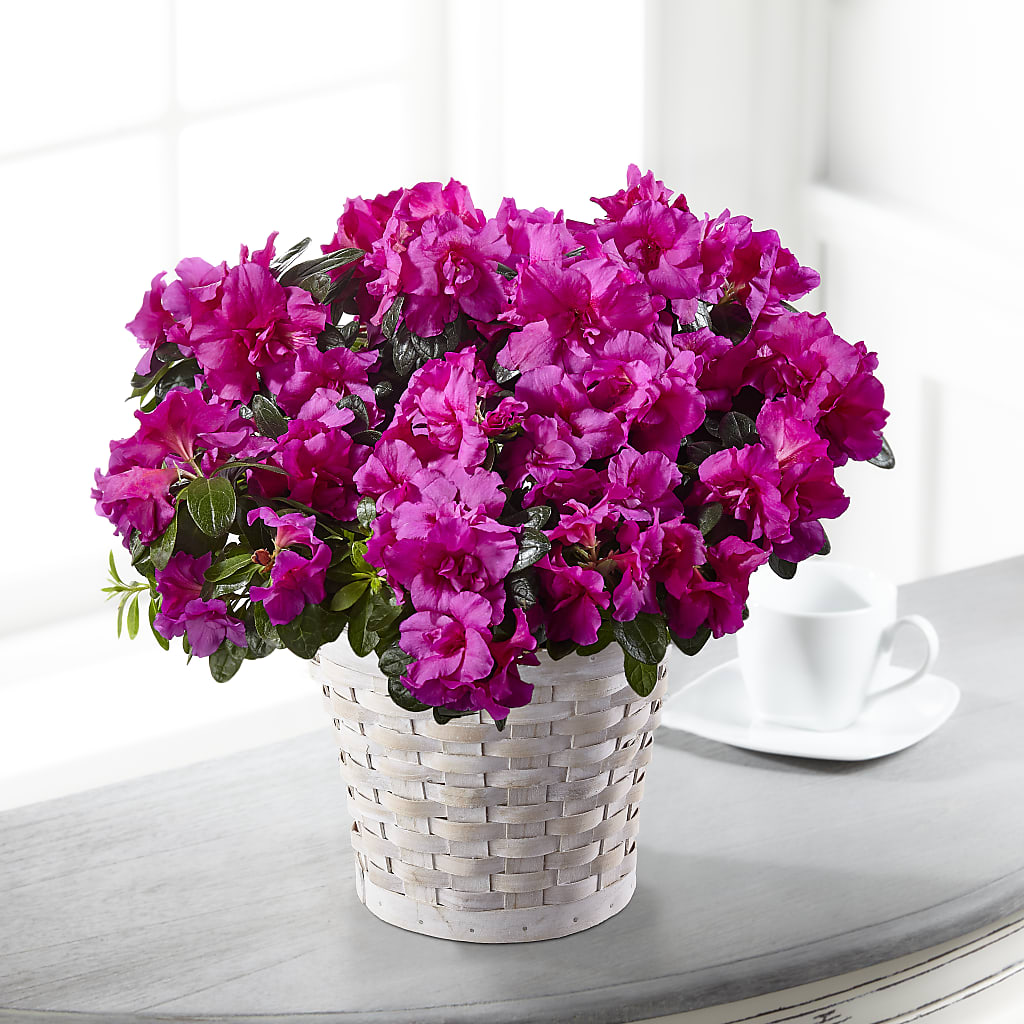 Hope & Serenity Azalea Plant – The Happy Florist, Sanford FL