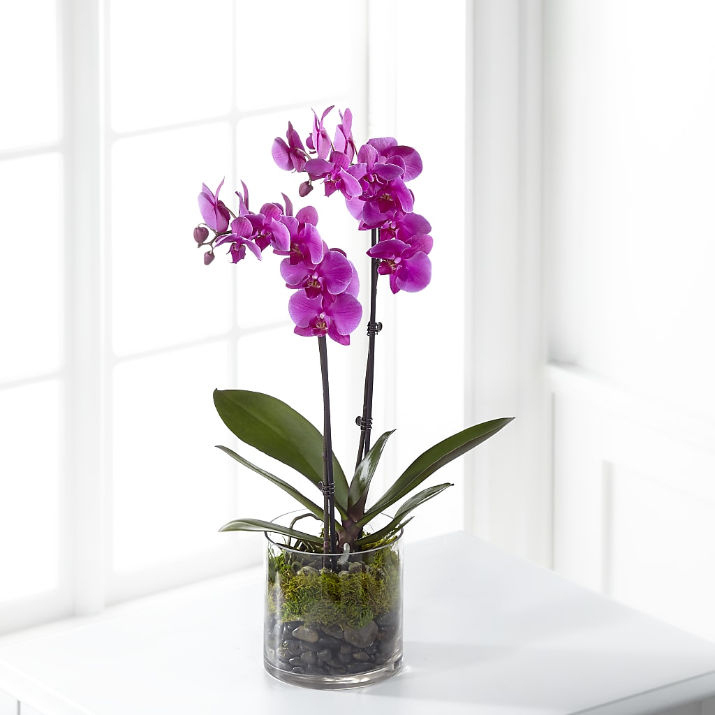 Pink Orchid Plant – The Happy Florist, Sanford FL