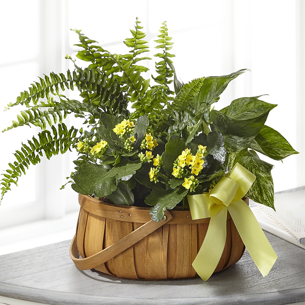 Always Dear Dishgarden – The Happy Florist, Sanford FL