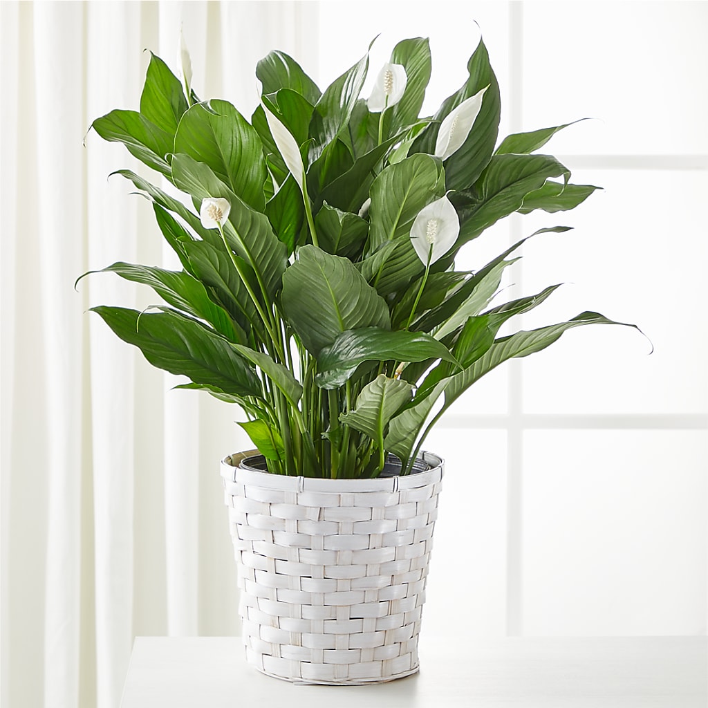 A New Leaf Peace Lily – The Happy Florist, Sanford FL
