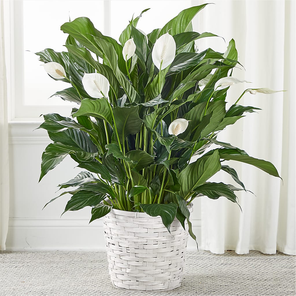 A New Leaf Peace Lily – The Happy Florist, Sanford FL