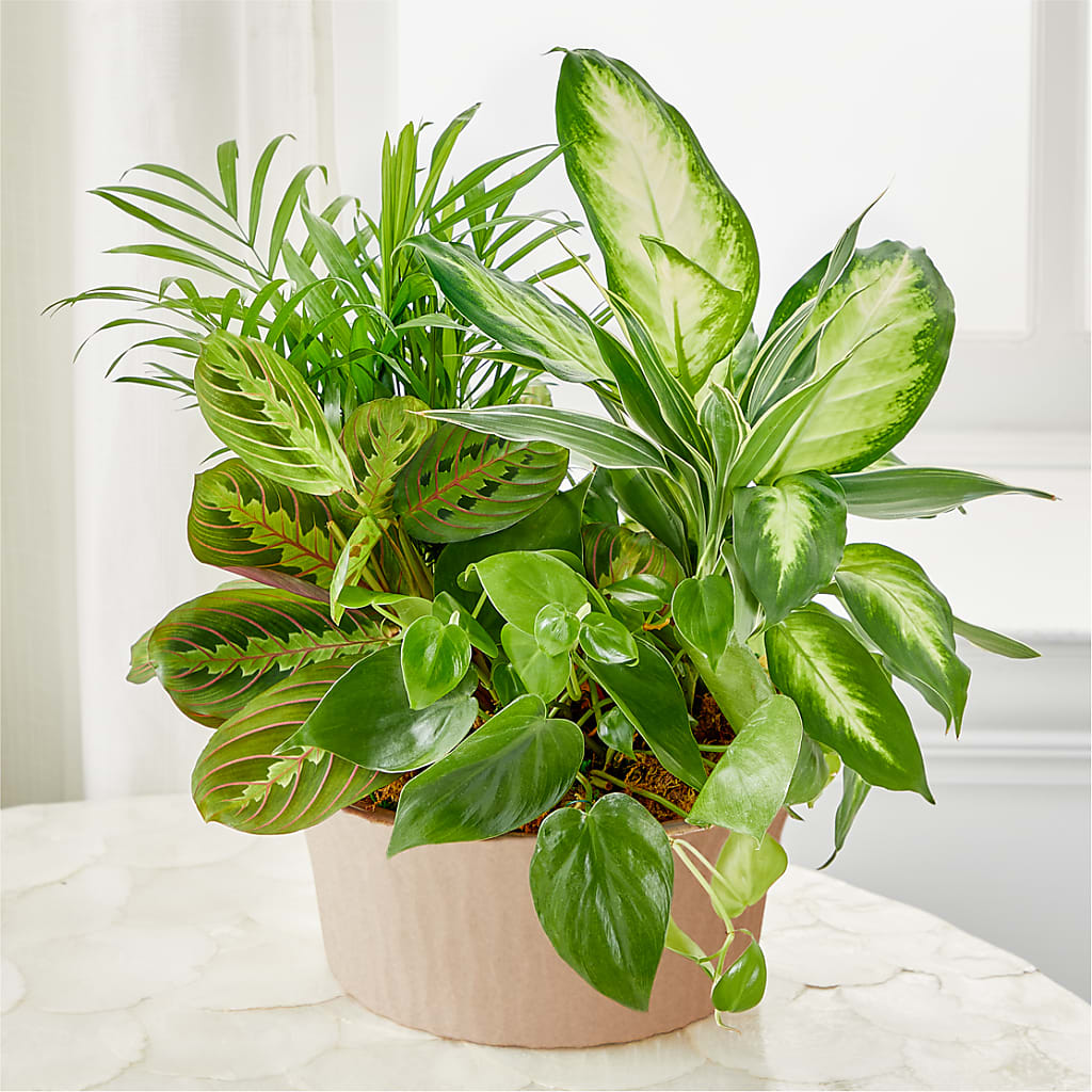 Balance & Harmony Dishgarden – The Happy Florist, Sanford FL