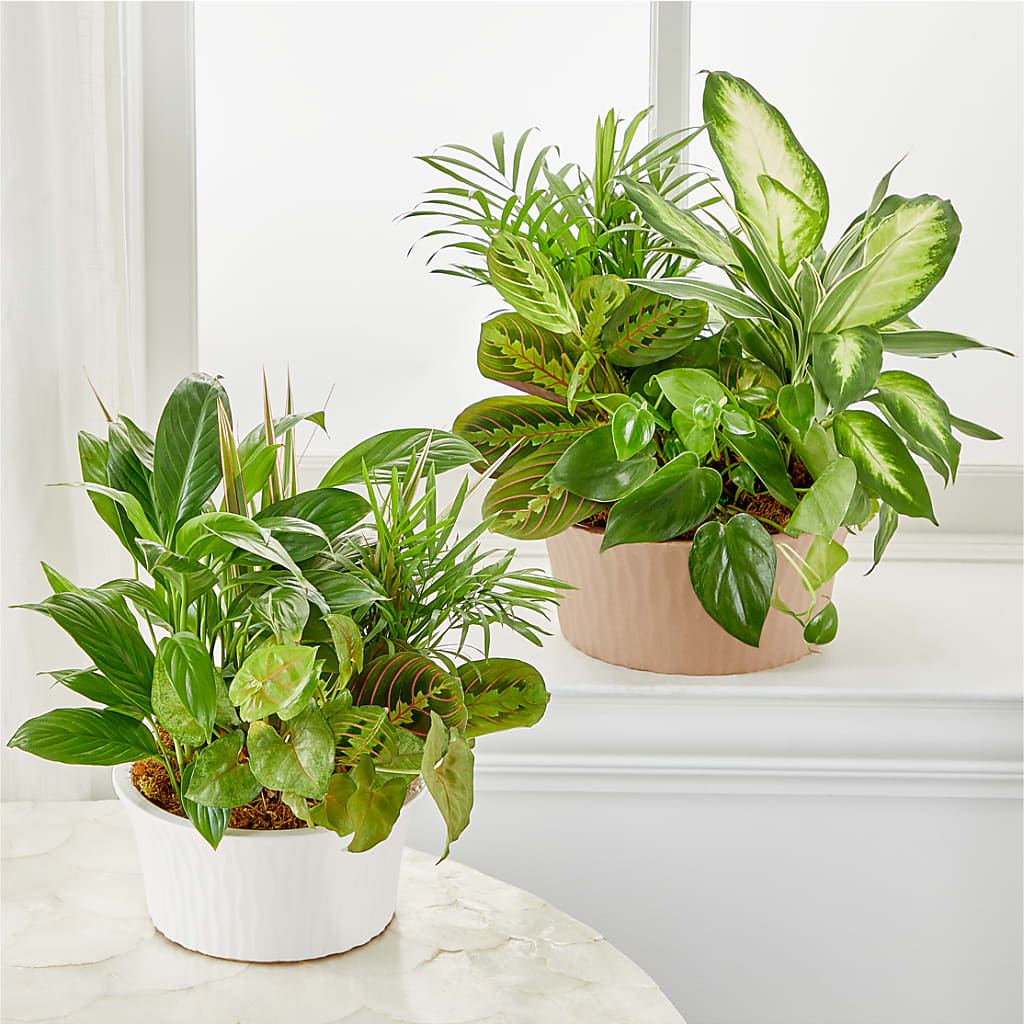 Balance & Harmony Dishgarden – The Happy Florist, Sanford FL
