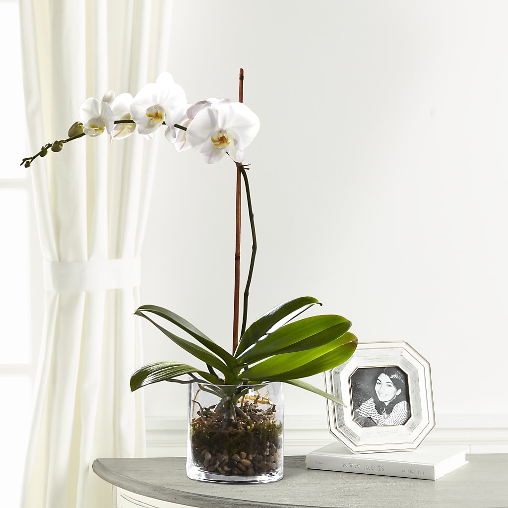 White Orchid Planter – The Happy Florist, Sanford FL