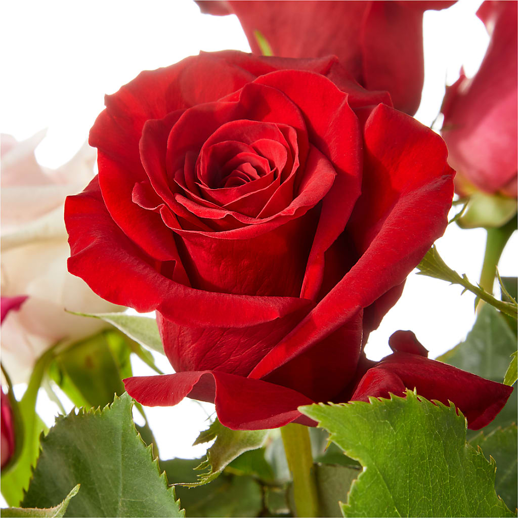Love Notes Rose Bouquet – The Happy Florist, Sanford FL
