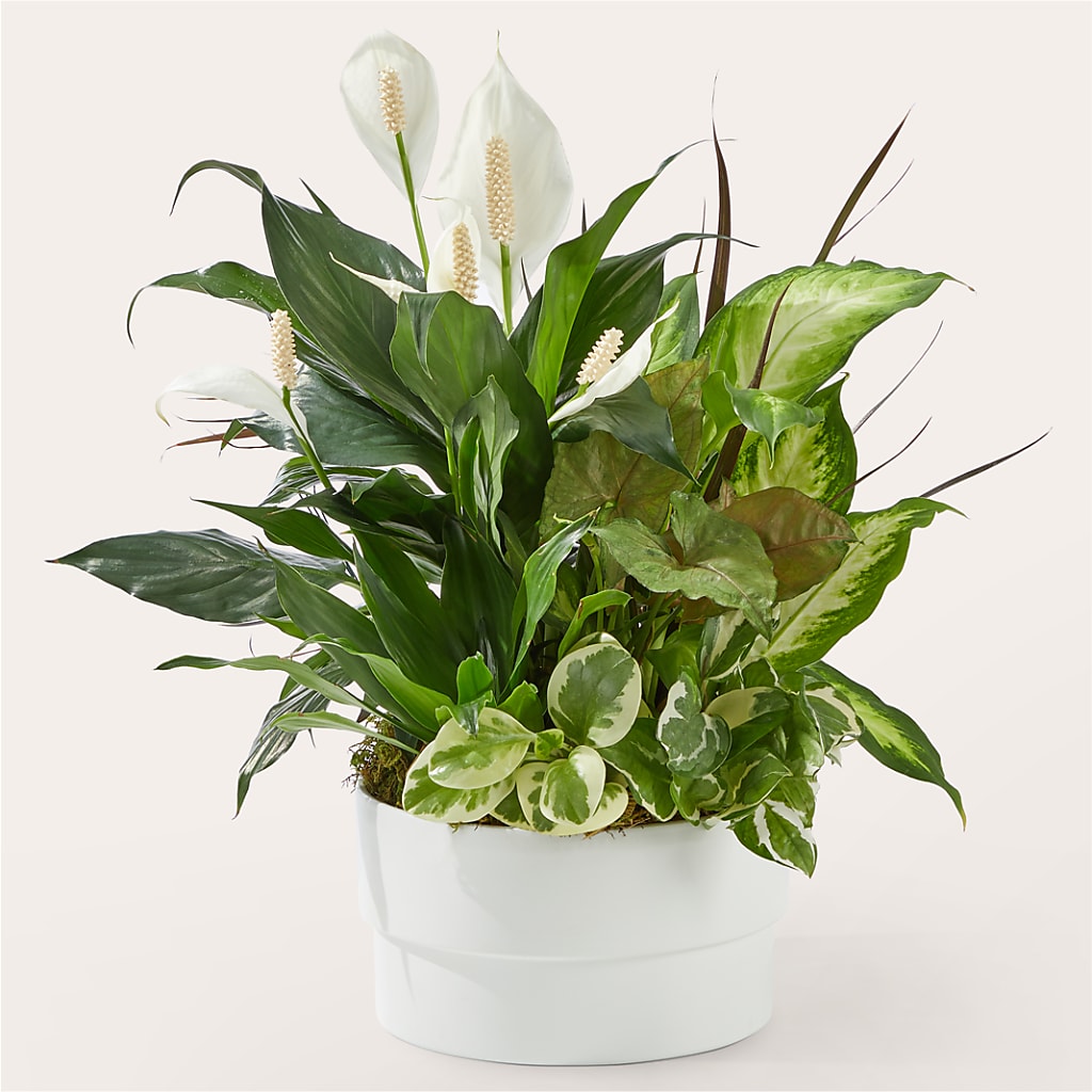 Radiating Positivity Dishgarden – The Happy Florist, Sanford FL