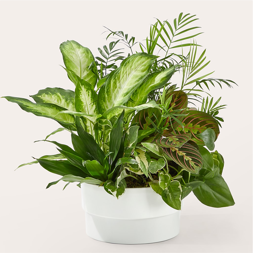 Radiating Positivity Dishgarden – The Happy Florist, Sanford FL