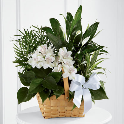 Peace & Serenity Dishgarden –  The Happy Florist, Sanford FL