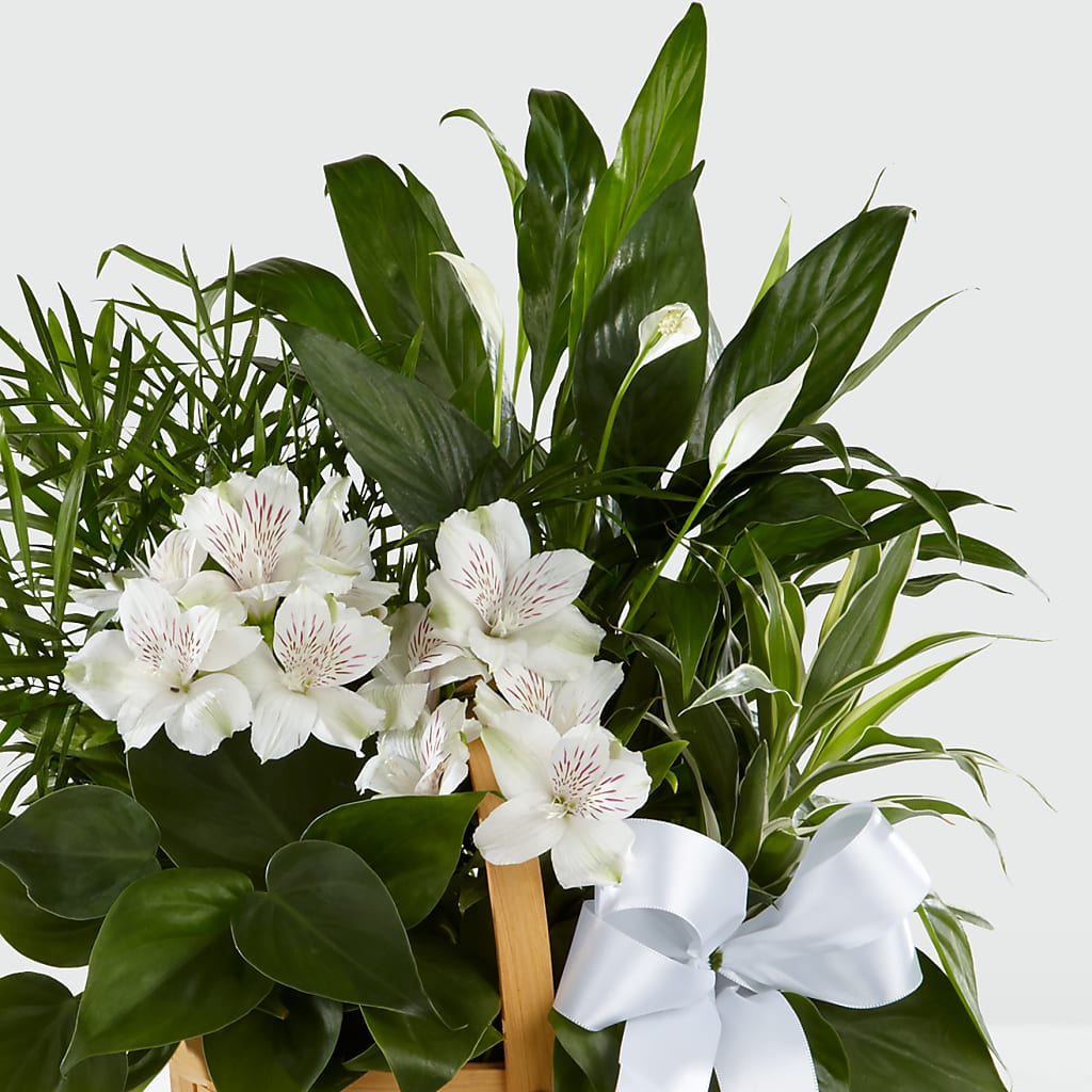 Peace & Serenity Dishgarden –  The Happy Florist, Sanford FL