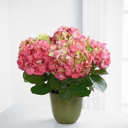 Pink Hydrangea Planter –  The Happy Florist, Sanford FL