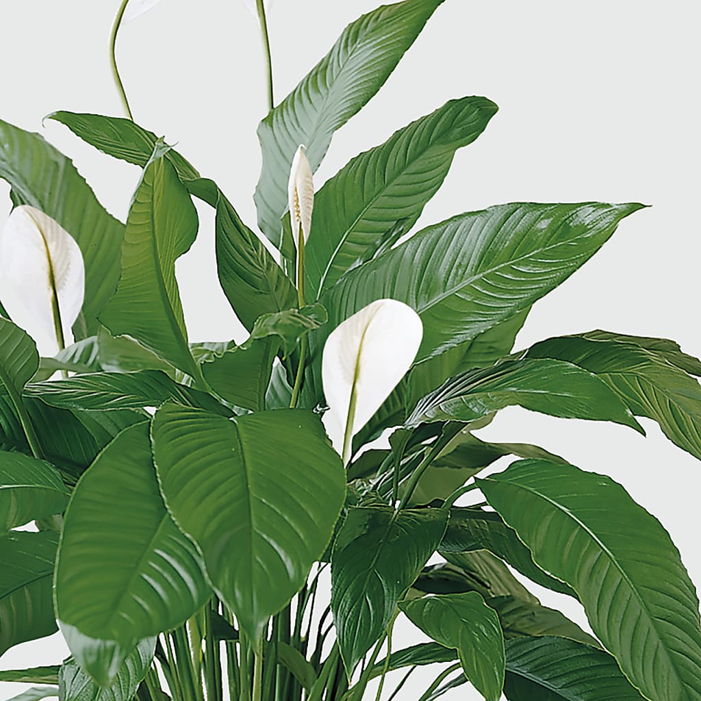 Tranquil Moments Peace Lily Plant –  The Happy Florist, Sanford FL