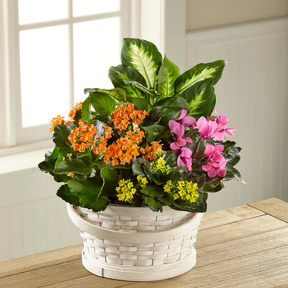 Color Crush Dishgarden –  The Happy Florist, Sanford FL