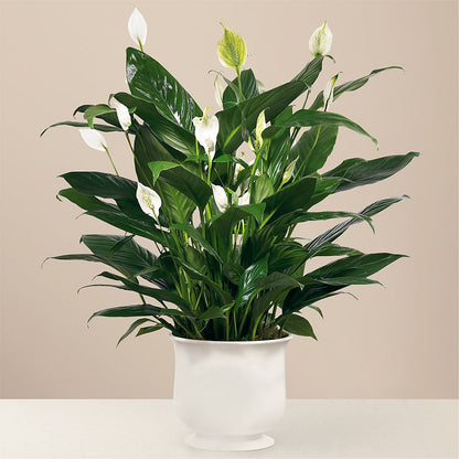 Comfort Planter –  The Happy Florist, Sanford FL