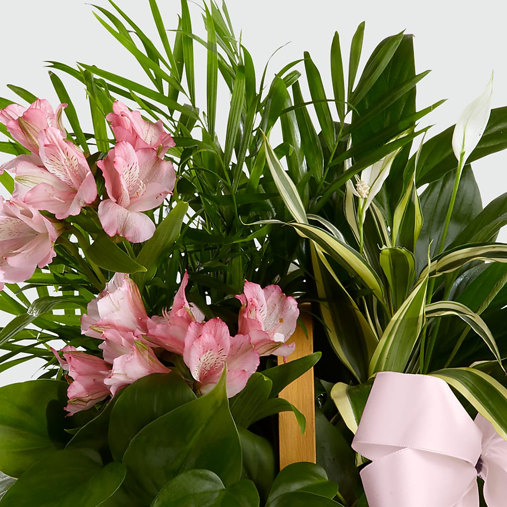 Living Spirit Dishgarden –  The Happy Florist, Sanford FL