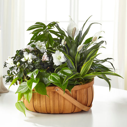 Serene Dishgarden –  The Happy Florist, Sanford FL