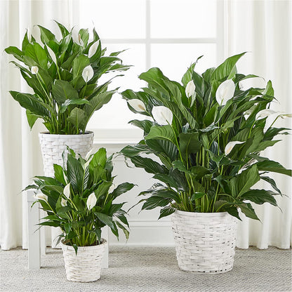 A New Leaf Peace Lily –  The Happy Florist, Sanford FL