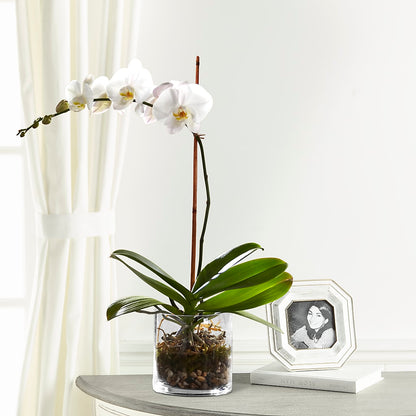White Orchid Planter –  The Happy Florist, Sanford FL