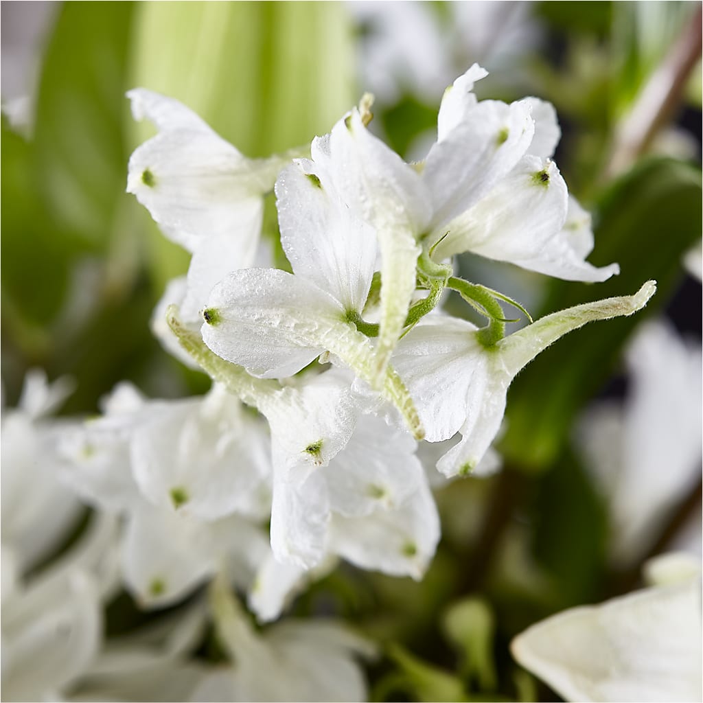 Classic Ivory – A Florist Original –  The Happy Florist, Sanford FL
